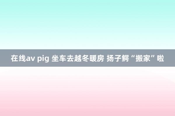 在线av pig 坐车去越冬暖房 扬子鳄“搬家”啦